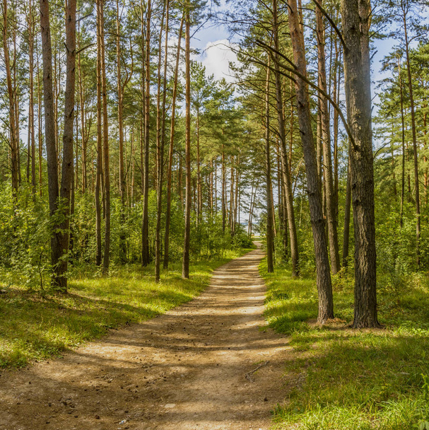 Estrada florestal para a praia no reservatório de água de Zaslavl
.  - Foto, Imagem