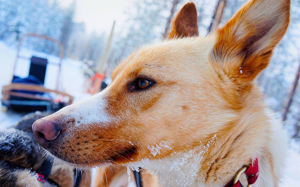Husky-koira kelkassaan Lapin refleksi
 - Valokuva, kuva