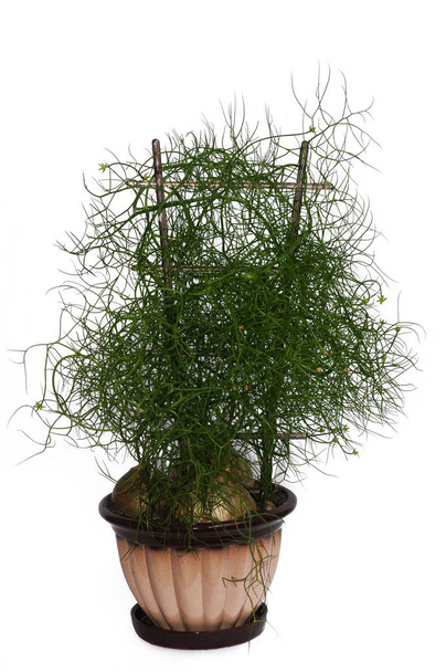 Bowiea volubilis es un género bulboso de plantas suculentas perennes.
 - Foto, Imagen