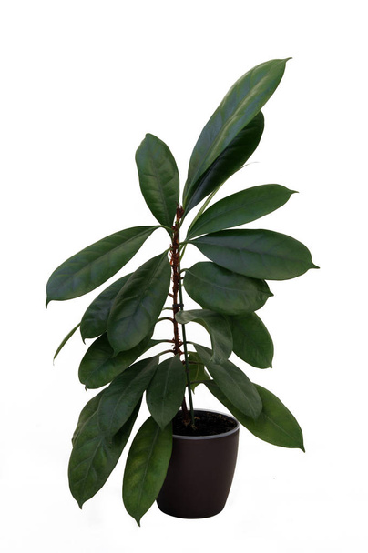 Roślina ozdobna Ficus elastica w ciemnym garnku - Zdjęcie, obraz