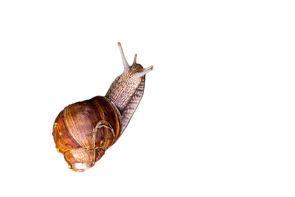 Snail isolated on white background.Top view. Selective focus. Sp - 写真・画像