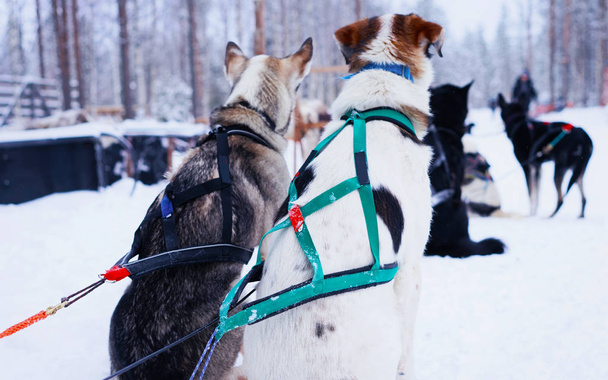 Husky dogs in sledge relaxing at Lapland Finland reflex - 写真・画像