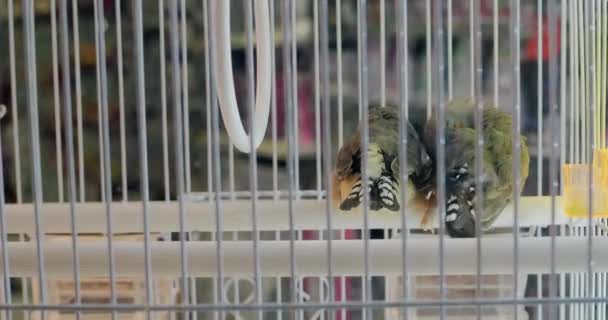 Close up shot of two cute green birds are sitting in a white cage - Footage, Video
