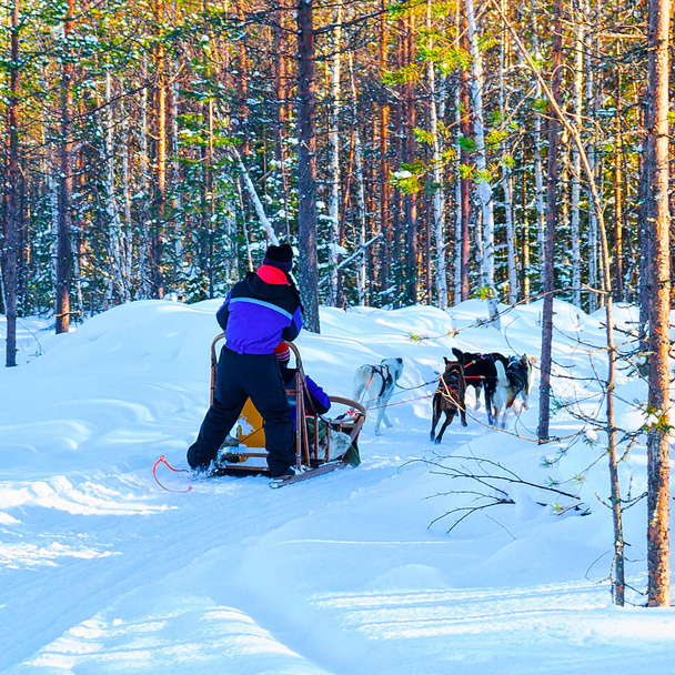 Donna in sella slitta husky in Lapponia in inverno Finlandia riflesso
 - Foto, immagini