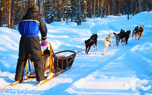 Man riding husky sledge in Lapland in winter Rovaniemi reflex - Photo, Image