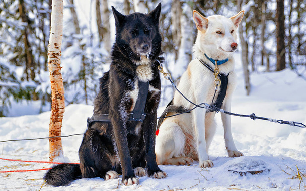 Хаскі собаки в санях у рефлексі Лапландії. - Фото, зображення