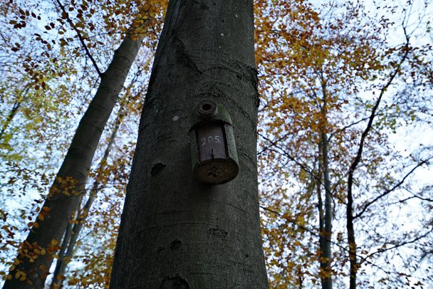 A Bird House in a forest - Foto, afbeelding