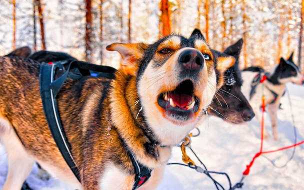 Husky Dogs in Sled in Rovaniemi in Finland Odruch lapoński - Zdjęcie, obraz