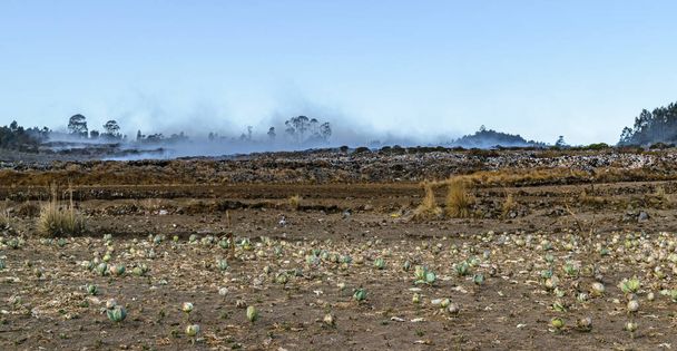 Vertedero de basura en llamas con el campo de repollo justo al lado en las afueras de Quetzaltenango, Guatemala
. - Foto, Imagen