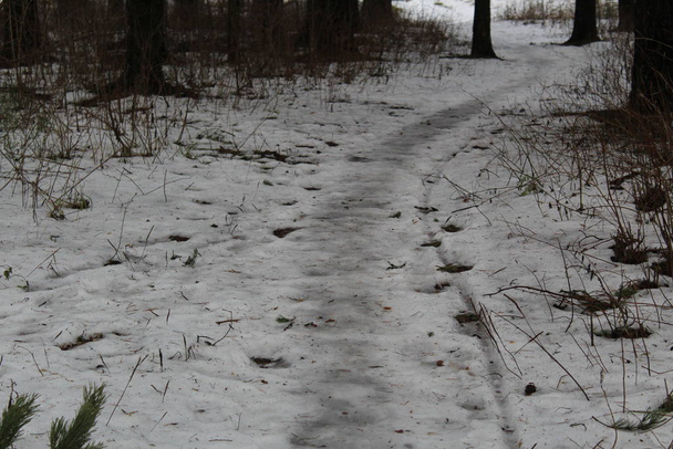 Тропа и снег в сосновом бору морозная осень / фото дороги в сосновом парке. лес - прекрасное место для прогулок
. - Фото, изображение