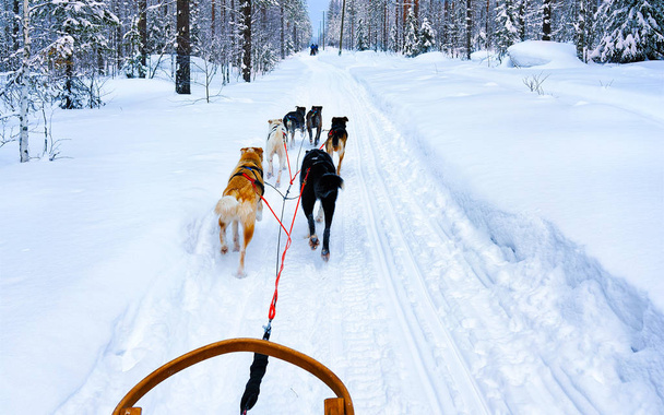 Husky sledge at Lapland Finland with reflex - Photo, Image