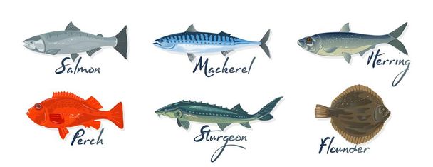 Velký set s mořskými rybami a nápisy losos, makrela, okoun, sleď obecný, jeseter, platýs. - Vektor, obrázek