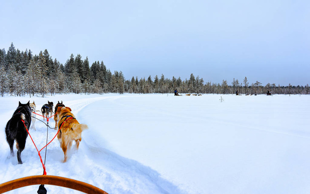 Husky σκυλιά έλκηθρα στην παγωμένη λίμνη χειμώνα Λαπωνία Βόρεια Φινλανδία αντανακλαστικά - Φωτογραφία, εικόνα