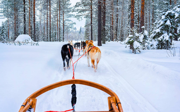 Husky psy na sankach w odruchu leśnym Rovaniemi - Zdjęcie, obraz