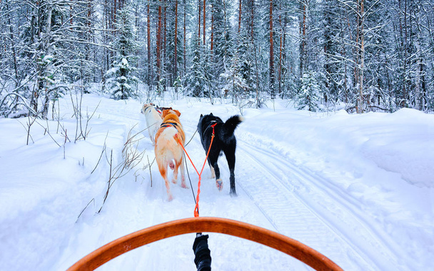 Husky psi v sáňkování v Rovaniemi lesní reflex - Fotografie, Obrázek