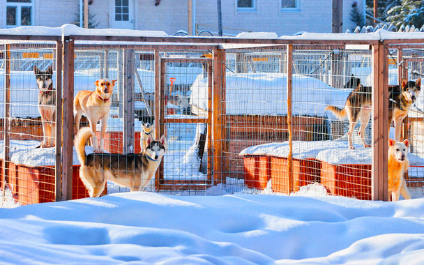 Husky dogs in enclosure in Rovaniemi reflex - Photo, Image