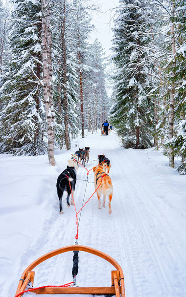 Rovaniemi orman refleksinde kızak içindeki Husky köpekleri - Fotoğraf, Görsel