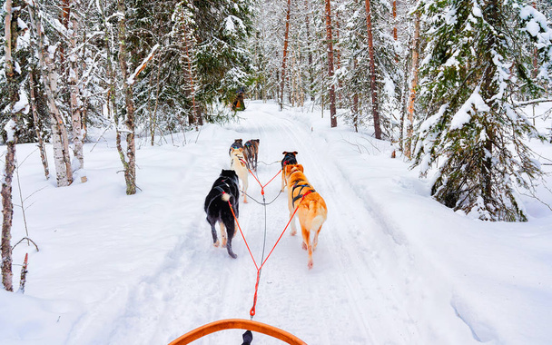 Cães Husky no trenó no reflexo da floresta Rovaniemi
 - Foto, Imagem