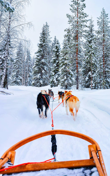 Husky dogs on sled at Rovaniemi forest reflex - Photo, Image