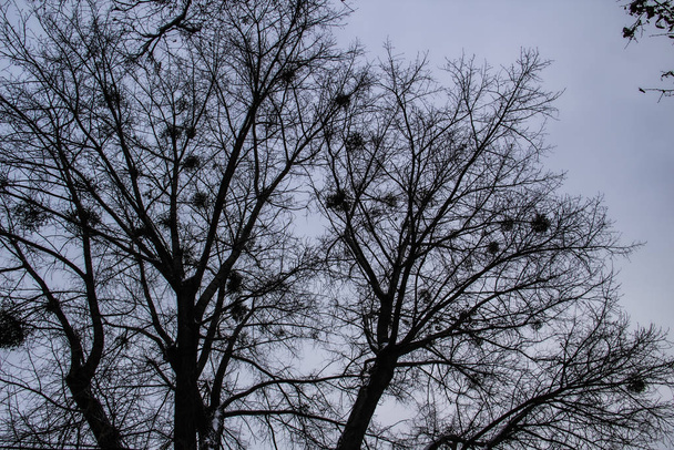 Ветви дерева против неба. Взгляд на рисунок голых ветвей
. - Фото, изображение