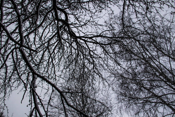木は空に向かって枝分かれする。裸の枝の模様を見上げ. - 写真・画像