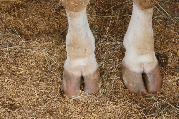 tehén pata láb - Fotó, kép