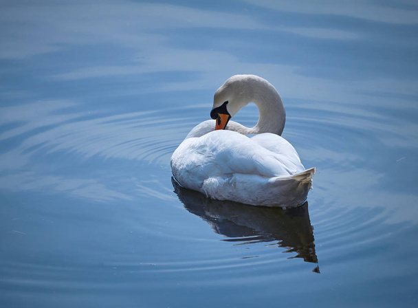 Nahaufnahme von schönen Vogelschwan - Foto, Bild