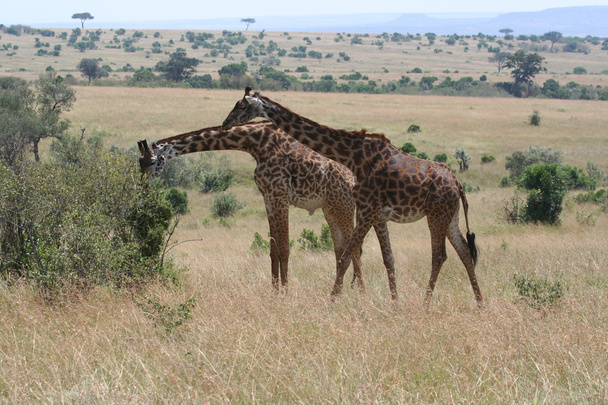 Giraffe in the Masai Mara - Photo, Image