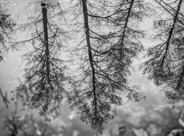 odbicie drzew - Zdjęcie, obraz