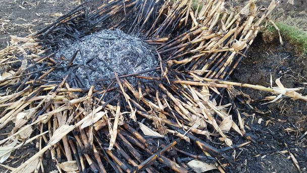 Corn stalks are piled up and burned as natural fertilizer when entering the rainy season and planting changes - Photo, Image