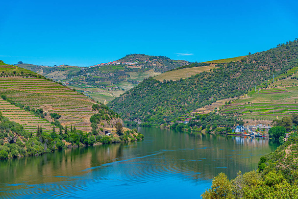 Vineyards alongside river douro in Portugal - Фото, зображення
