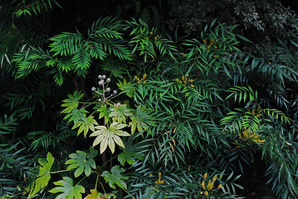 Primo piano materiale foto di vegetazione verde piantato in un giardino buio
 - Foto, immagini