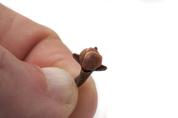 Man hold a clove (syzygium aromaticum) between his fingers on wh - Photo, Image
