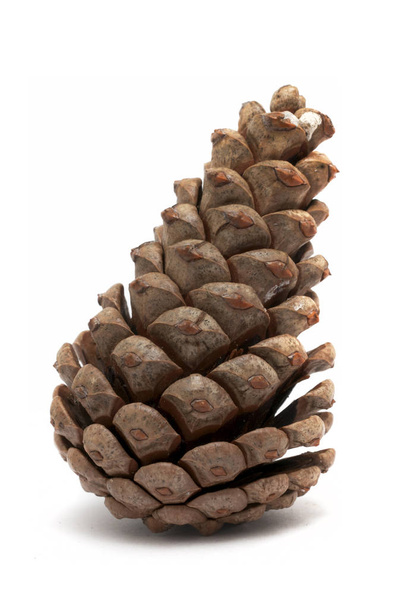 cone de pinheiro para decorações de Natal no fundo branco vertical
 - Foto, Imagem
