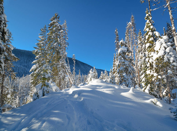 Trees in a snow on a sunny winter day. Winter forest in Manning Park, BC. - Фото, зображення