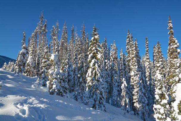 Δέντρα στο χιόνι μια ηλιόλουστη χειμωνιάτικη μέρα. Χειμερινό δάσος στο Μάνινγκ Παρκ, Bc. - Φωτογραφία, εικόνα