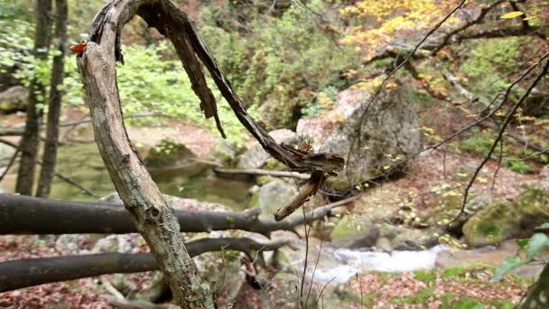 pobočka starý strom a horské řeky - Záběry, video