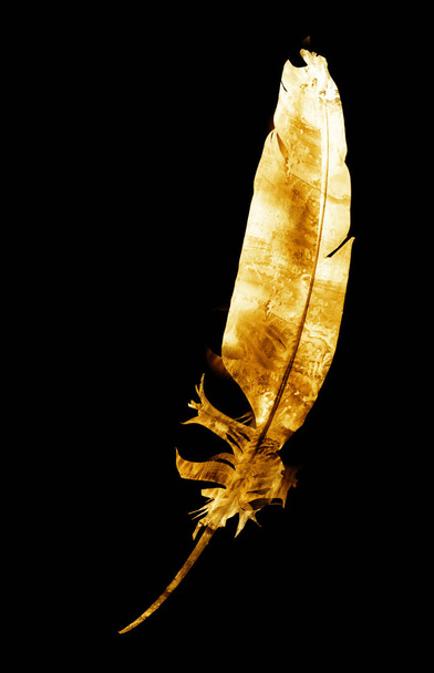 Watercolor feather on white - Fotó, kép