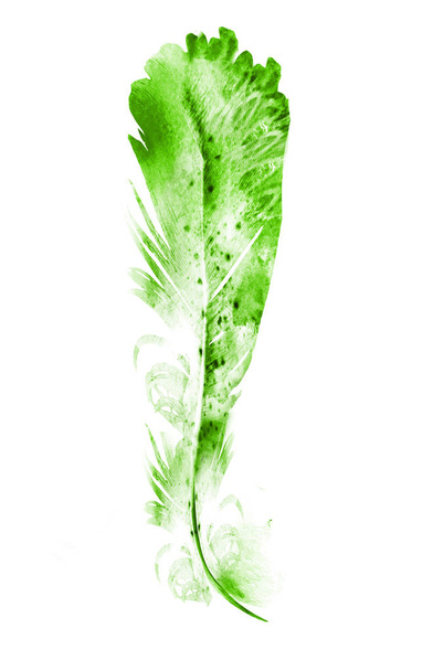 Watercolor feather on white - Фото, зображення