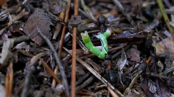 Ants attack butterfly larvae on anthill - Felvétel, videó