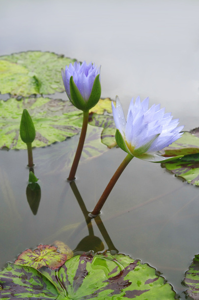 Lotus bleu dans le lac
 - Photo, image