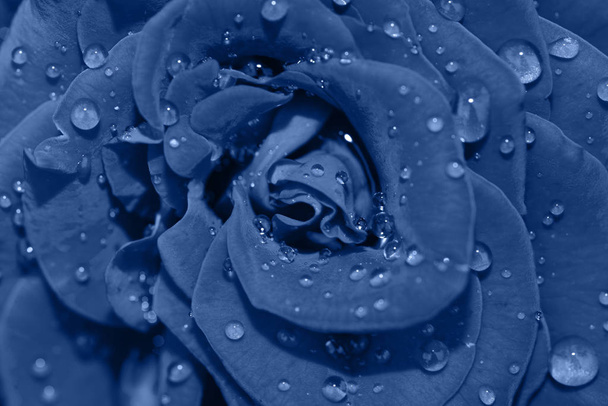 Vibrant fresh blue rose flower close up. - Photo, Image