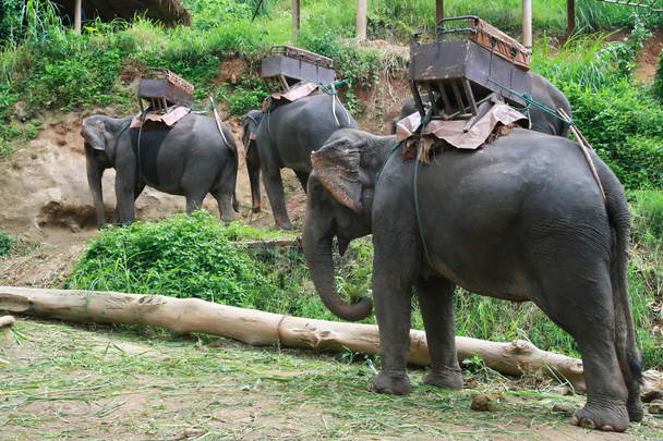 Elefanten für Holzeinschlag, Chiang Mai, Thailand - Foto, Bild
