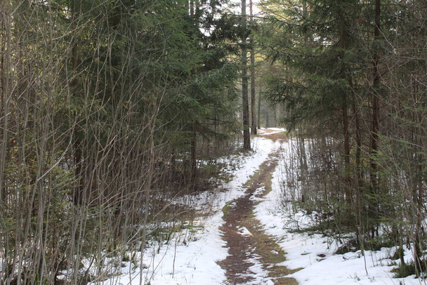 trail en sneeuw in het dennenbos ijzige herfst / foto van de weg in het dennenpark.Het seizoen is late herfst.op plaatsen is er sneeuw.het gras is droog, bruin.bushes zonder bladeren. het bos is een prachtige plek om te wandelen. - Foto, afbeelding