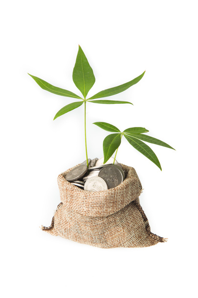 Rostliny rostou v úsporách - Fotografie, Obrázek