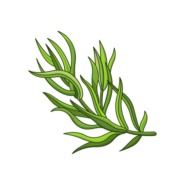 Tarragon spice vector realistic colored botanical illustration - Vector, Image