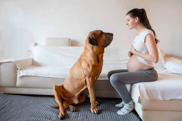 Happy pregnant woman with big dog breed fila brasileiro in home - Photo, Image