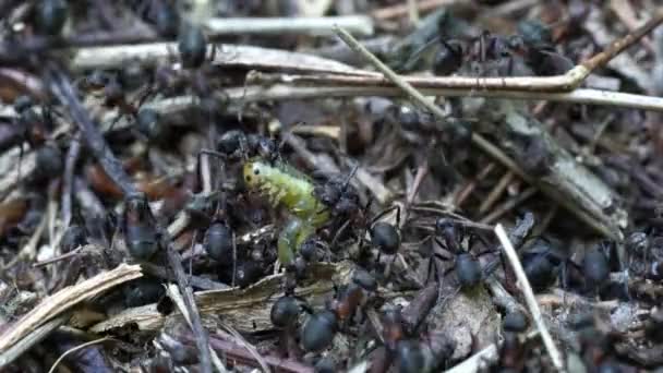 Ants attack butterfly larvae on anthill - Footage, Video
