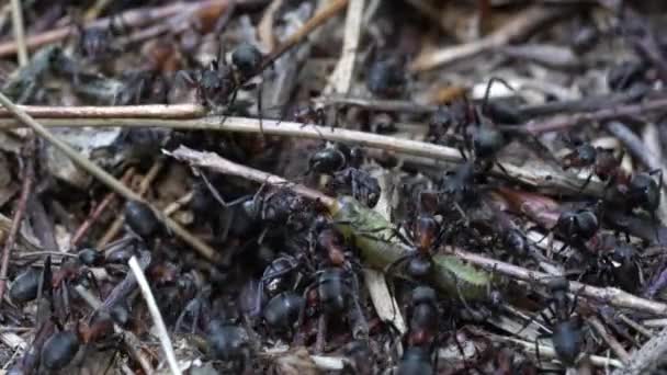 Ameisen greifen Schmetterlingslarven auf Ameisenhaufen an - Filmmaterial, Video