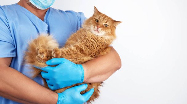 Ветеринар в блакитній формі і стерильні латексні рукавички тримає великі
  - Фото, зображення